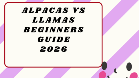 Alpacas vs Llamas2026
