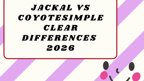 Jackal vs Coyote2026