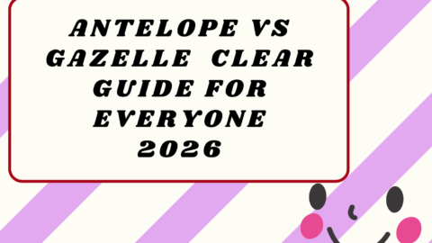 Antelope vs Gazelle2026